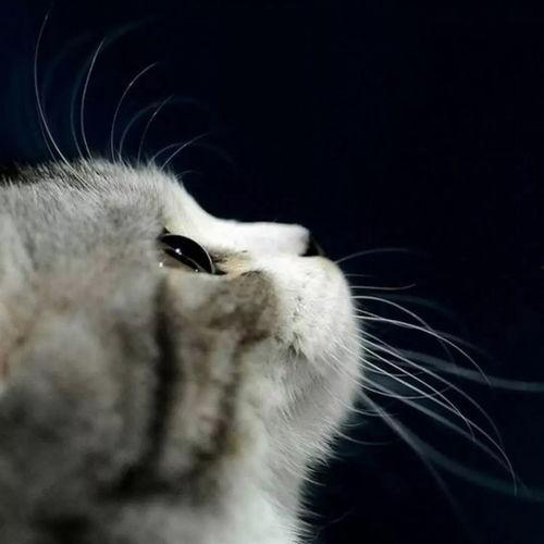 娱乐吃瓜君面包猫 第3张 娱乐吃瓜君面包猫 第3张